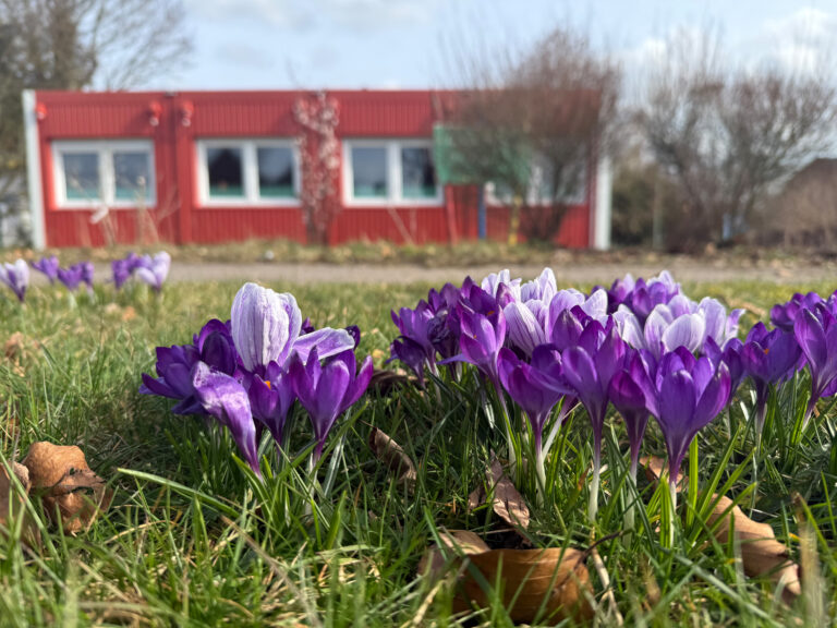 Einheits-Krokus-Buddeln